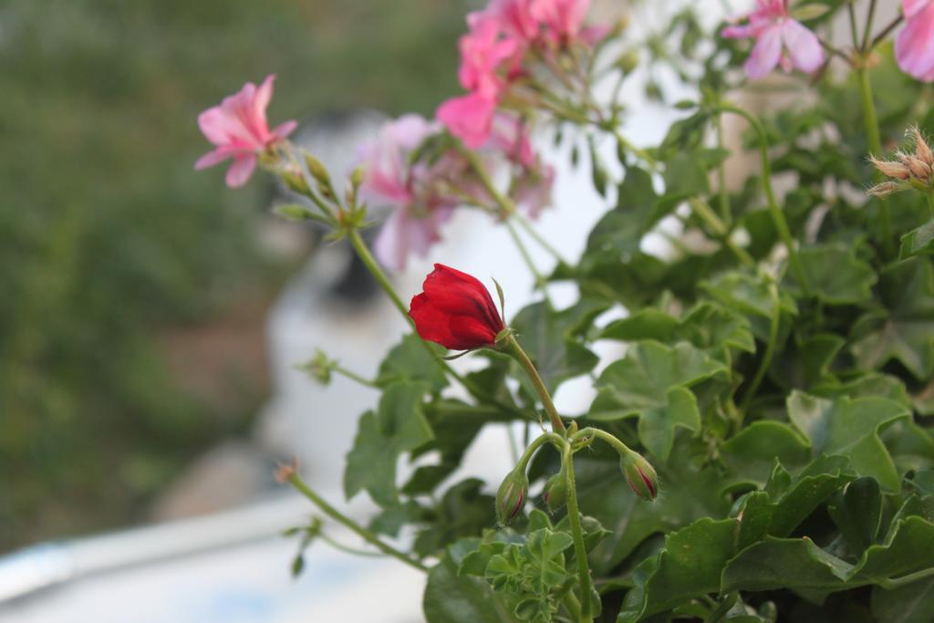 Bumerang Suites Bodrum Dış mekan fotoğraf