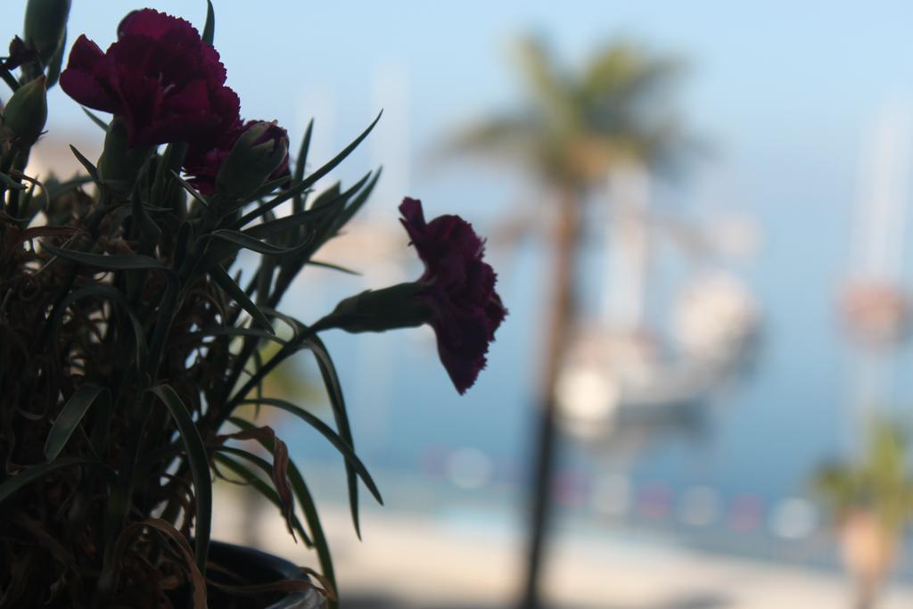 Bumerang Suites Bodrum Dış mekan fotoğraf